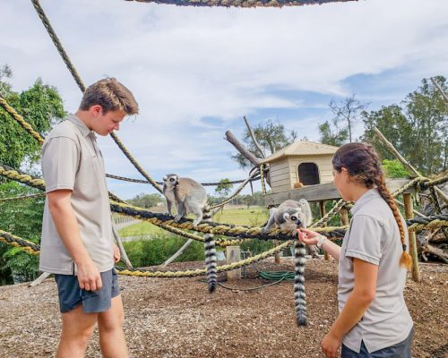 _ feeding lemurs- Newcastle animal sanctuary