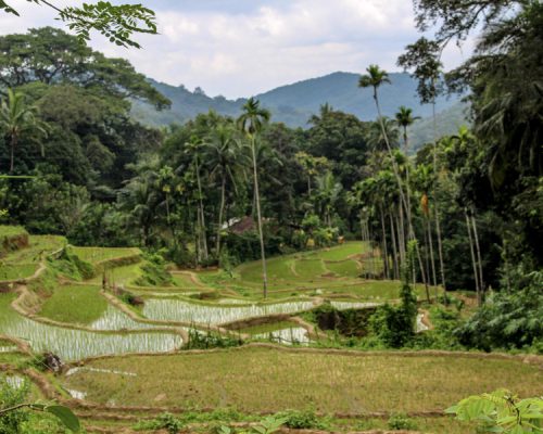 fields in Sri Lanka