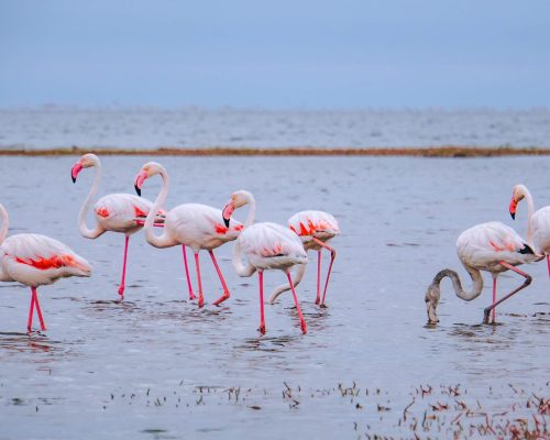 flamingos