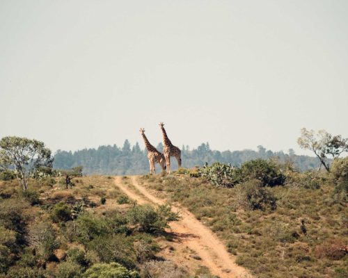 giraffes at a distance