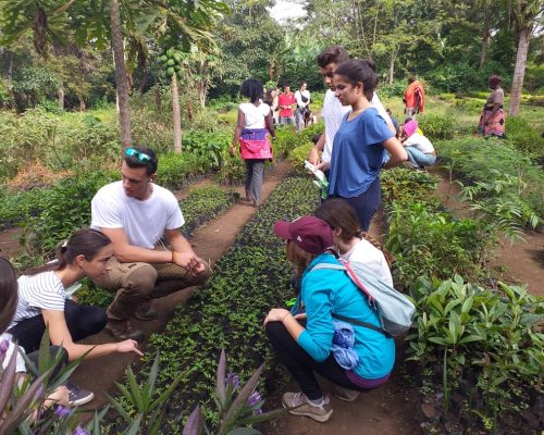 group of volunteers planting trees