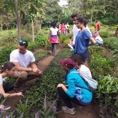 group of volunteers planting trees