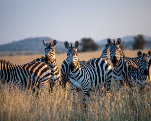 herd of zebras