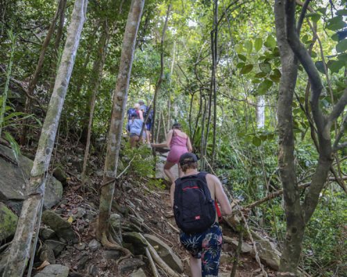 walking through jungle