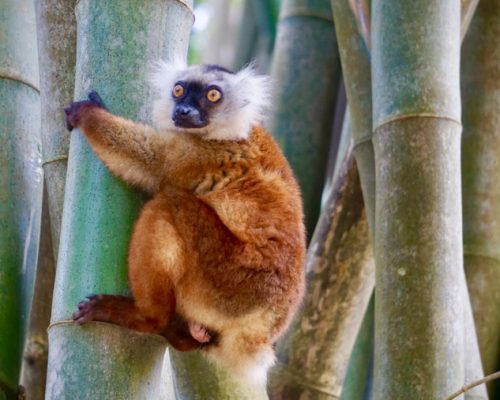 lemur in tree