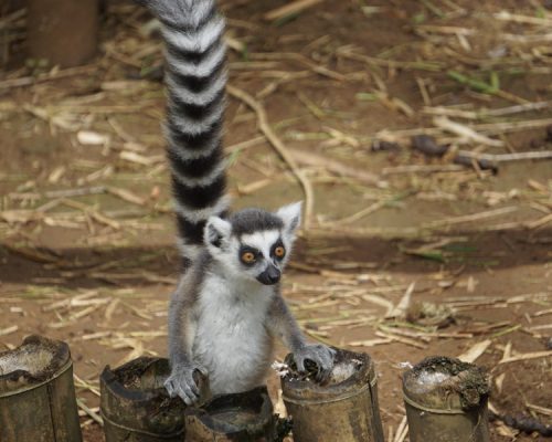 Madagascar - Lemurs Project