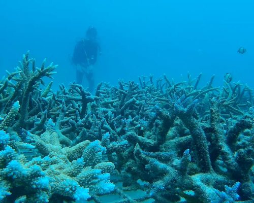 marine conservation diving in vanuatu