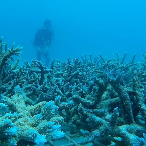 marine conservation diving in vanuatu