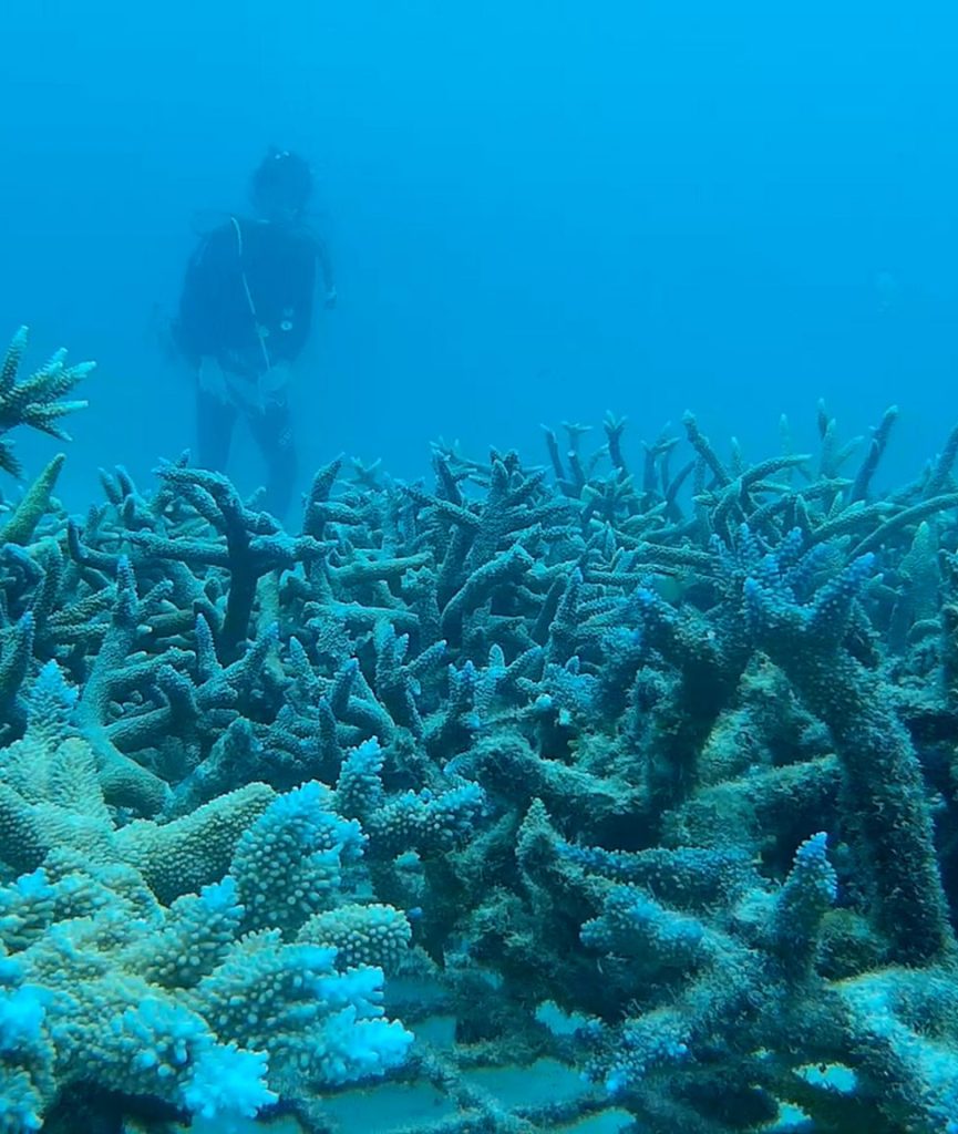 marine conservation diving in vanuatu