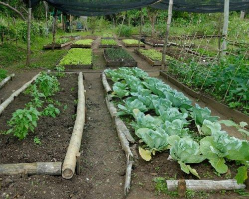 organic farming