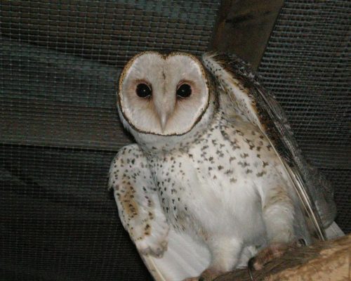 owl at the zoo daintree