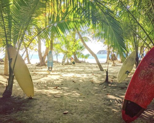 palm trees on sandy beach