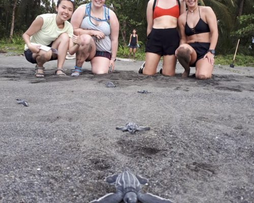 setting a turtle back to ocean