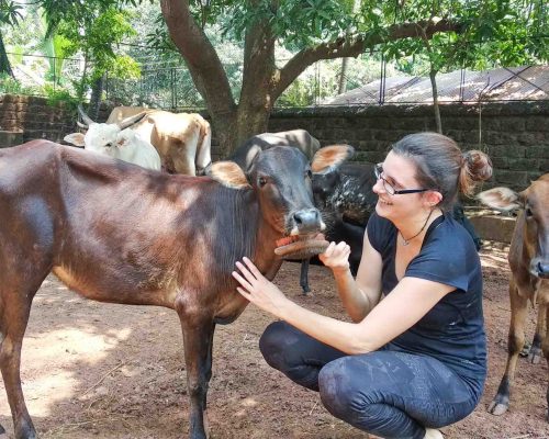 stroking cow