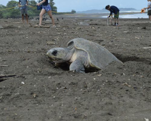 turtle popping head out of sand