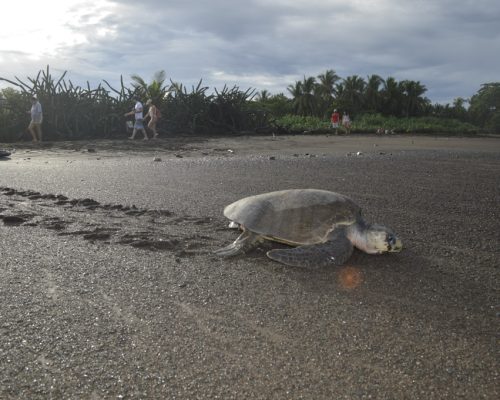 turtle walking on sandy beach