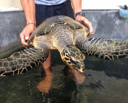 turtle conservation work in bali