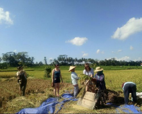 in the rice paddies