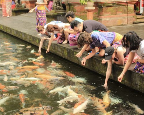 feeding fish