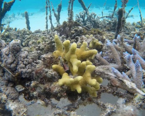 underwater coral in vanuatu marine conservation program