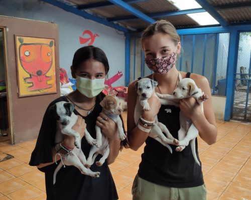 volunteers holding puppies