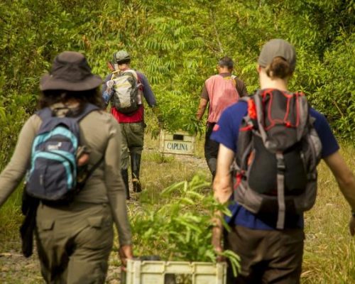 volunteers working together to save amazon forests