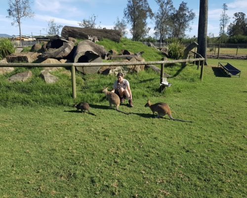 wallabie feeding