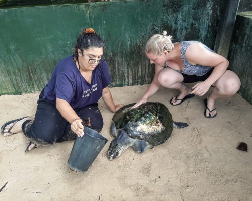 washing the turtles with IVI volunteers