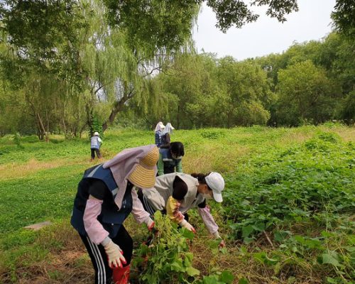 weeding in eco park